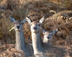 eagle-brae-set-deer