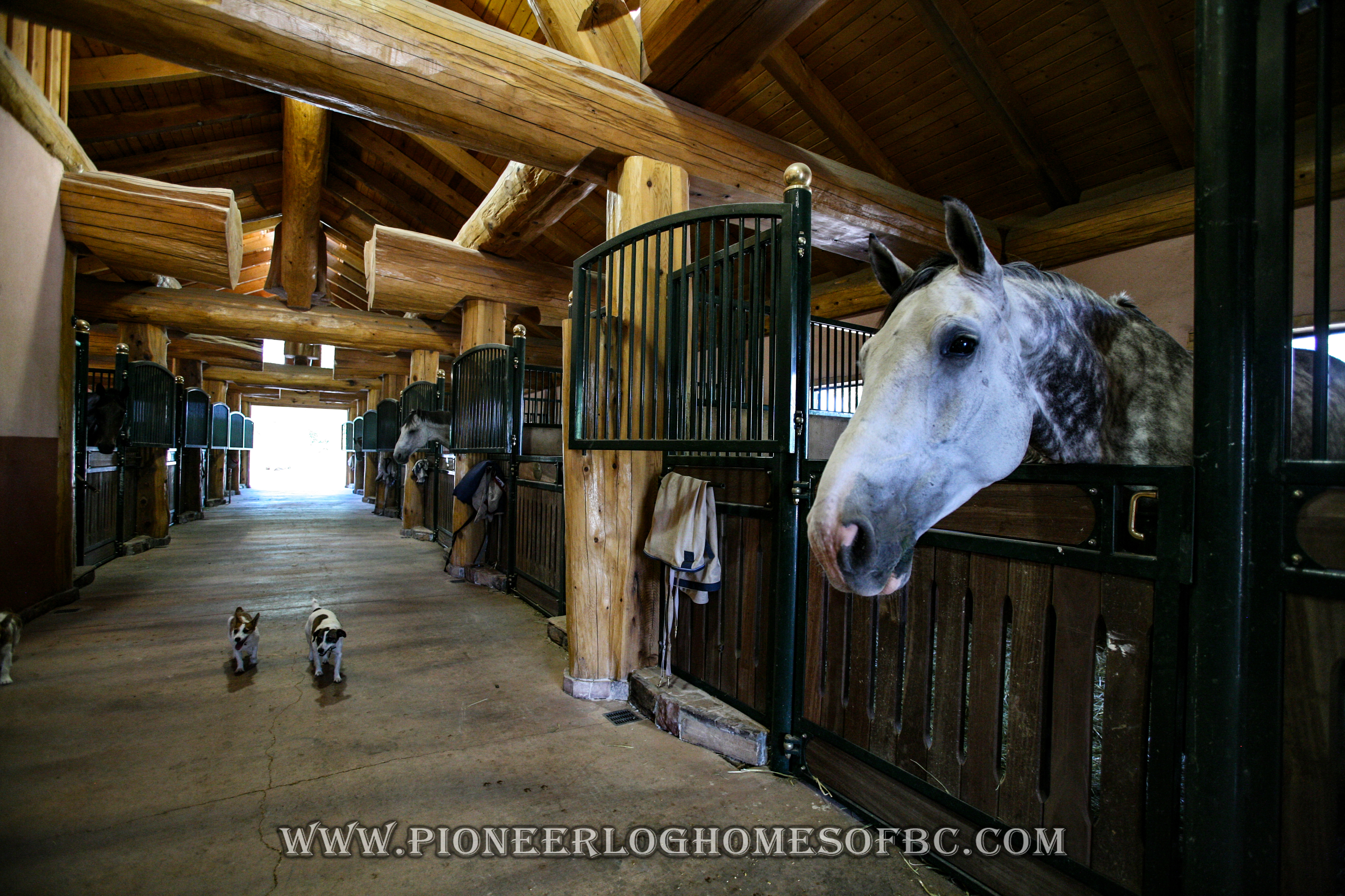 Красивая конюшня. Конюшни Westphalian stables архитектура. Конюшня в Токсово. Конюшня Джона Лоуренса Англия. Лошадь в конюшне.