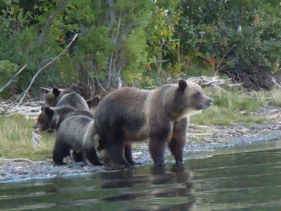 Grizzly Bears - Our Neighbours