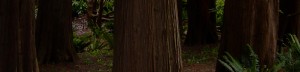 trees2